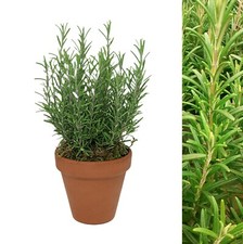 Rosemary Herb Plant in 15cm Terracotta Pot - Evergreen Culinary Gardening Gift