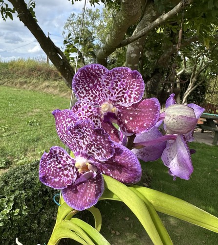Vanda orchid bloom - orchid, in
