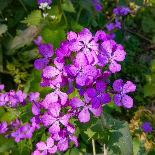 Lunaria honesty bare - honesty,