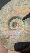 Large Rainbow Flash Ammonite