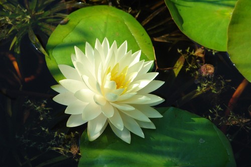 Nymphaea gonnere water lily - nymphaea,
