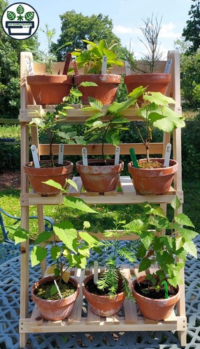 Starter bonsai collection - starter,