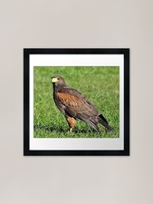Harris Hawk Framed Art Print