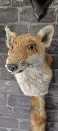 Taxidermy fox head - fox, on