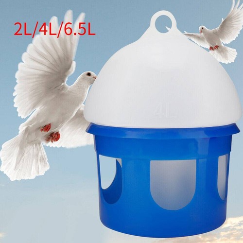 Automatic bird pigeon - bird,