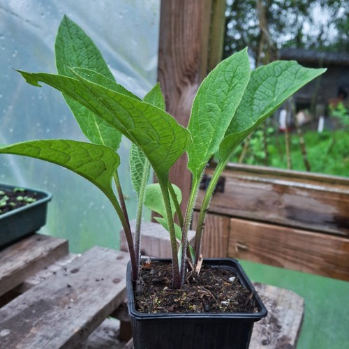 Organic comfrey bocking 14 - 3x,