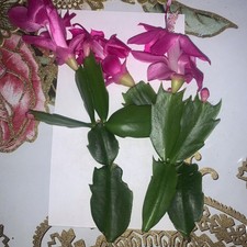 Christmas Cactus Cuttings, Pink. Will Soon Grow Roots.