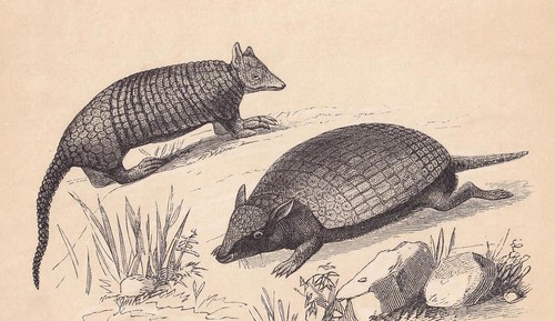 1851 armadillo print antique - -,