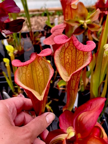 Sarracenia lynda butt - lynda, asbo
