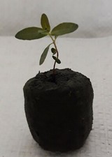 Hardy Eucalyptus Cider Gum