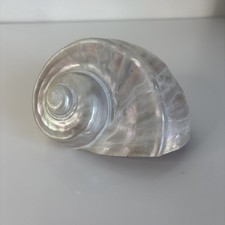 Giant Conch Shell Marmoratus