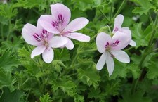 Scented Pelargonium (Geranium)