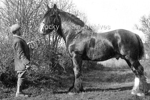 Ntr suffolk punch horse - ntr-57,