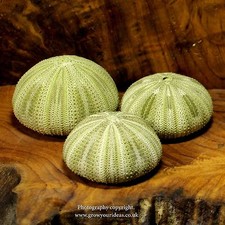 3 x Sea urchin Green  5-6 cm. Perfect for crafts and air plants