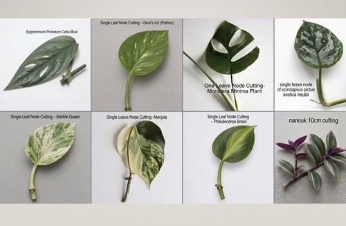 Mixed houseplant cuttings - houseplant, |
