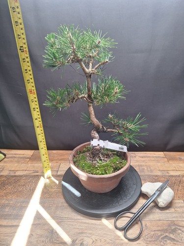 Cork bark japanese - black, pine