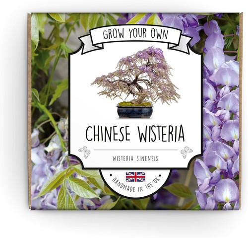 Grow your own bonsai kit - your,