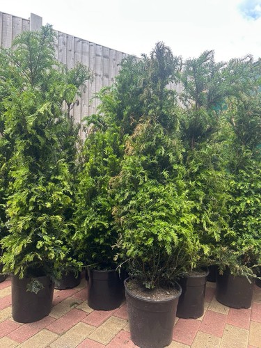 Gardening express taxus - 1x,