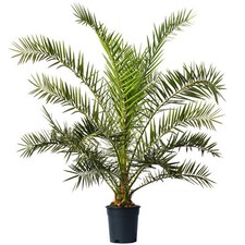 Phoenix Canariensis Tree Rare
