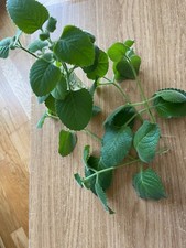 MEXICAN MINT, INDIAN BORAGE, SPANISH THYME, CUBAN OREGANO PLANT ROOTED CUTTING