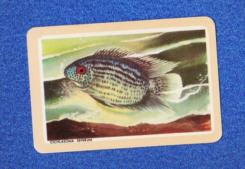 Vintage woolworths fish swap - woolworths,