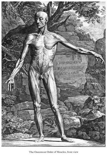 Ml51 vintage medical anatomy - ml51,