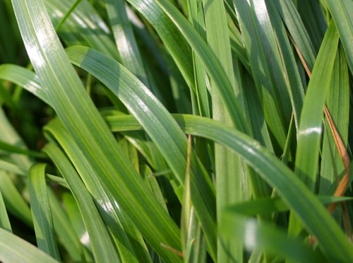 Westerwolds ryegrass grass - westerwolds,