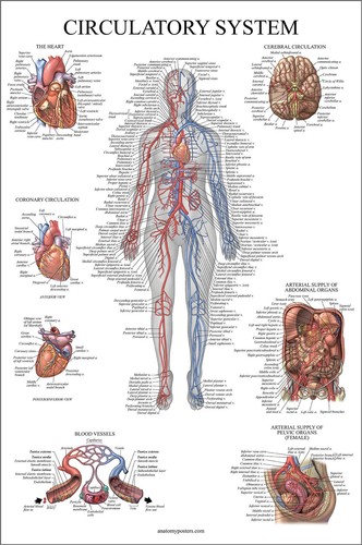 Circulatory system human - circulatory,