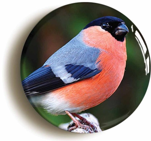 Bullfinch bird watching badge - bird,