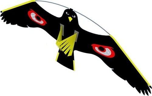 Portek terror hawk bird - hawk,