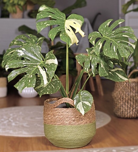 Monstera thai constellation - thai,