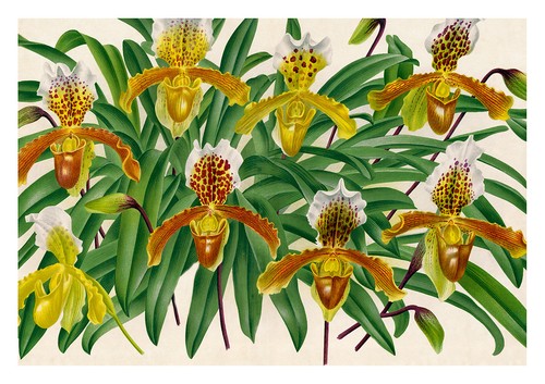 Cypripedium insigne mantanum - cypripedium,