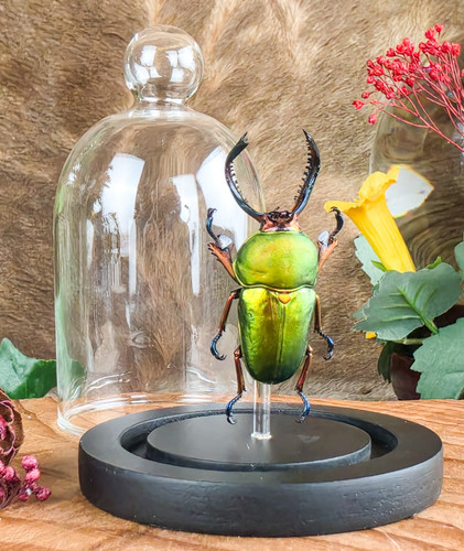 Arfak stag beetle glass - arfak,