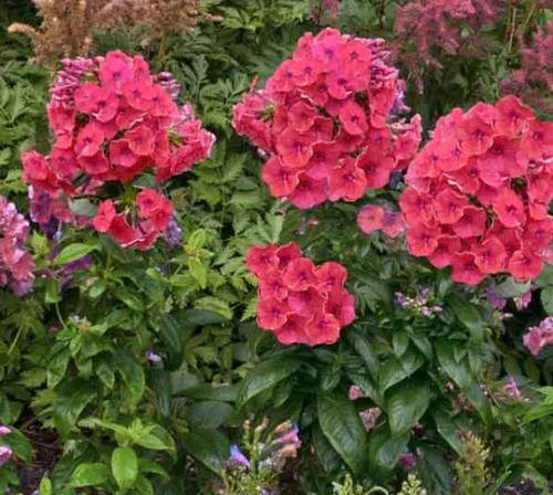 Phlox red coral flame