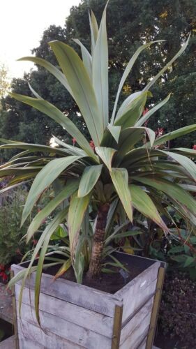 Cordyline indivisa wide leaf - cordyline,
