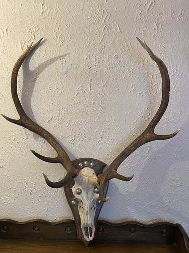 Deer antlers points - antlers,