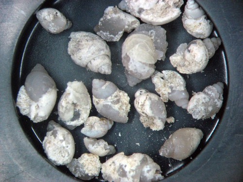 Cretaceous freshwater fossil - cretaceous,