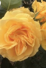 Florabunda Rose  Absolutely