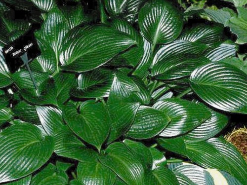 Hosta devon green pot - pot, grown