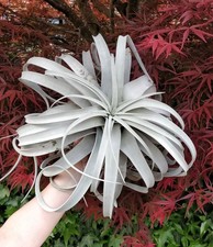 RARE Tillandsia Xerographica