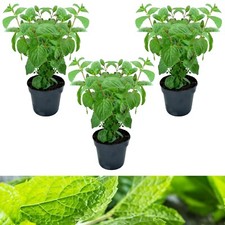 3 x Slug Off Mint Plants in 9cm Pots - Aromatic Plants To Deter Slugs