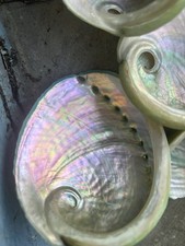 2x Abalone Shell Seashells