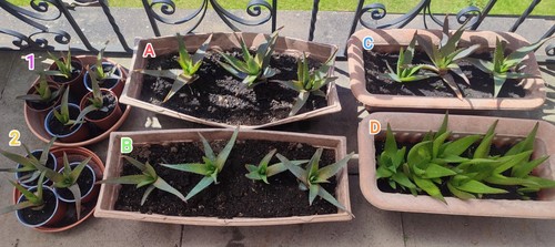 Aloe vera plants - aloe, multiple