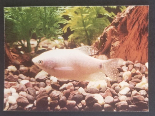 Platinum gourami 1990 - gourami, 1990's