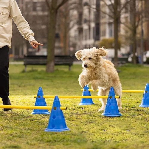 Pet training cone set jumping - set,
