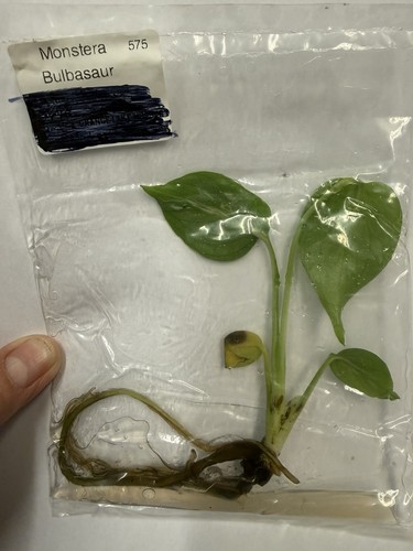 Monstera bulbasaur tissue - monstera,