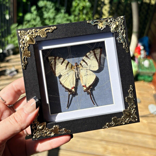Mounted butterfly moth - mounted, butterfly/moth