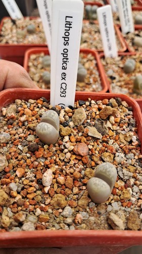 Lithops optica c293 - lithops,