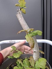 Chunky oak bonsai tree - ,