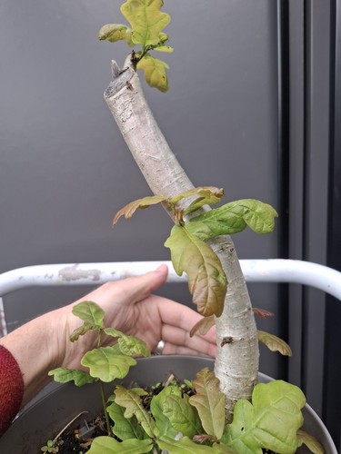 Chunky oak bonsai tree - chunky,